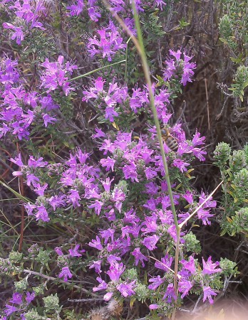 Βοσκή Μελισσών στο Θυμάρι