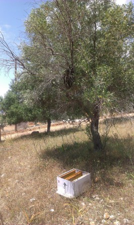 Συλλογή Αφεσμού