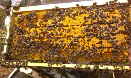 Σφραγισμένος γόνος