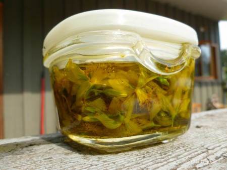 Νυχτολούλουδο