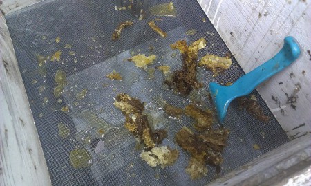 Απολεπίσματα