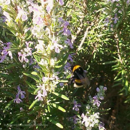 Bumble bee σε Δενδρολίβανο