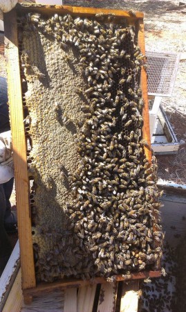 Σφραγισμένο Μέλι