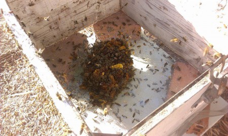 Απολεπίσματα 