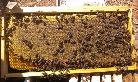 Σφραγισμένο Μέλι