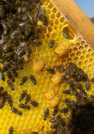 Βασιλοκελιά Αντικατάστασης