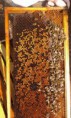 /album/photogallery/a10805729-357597927748579-3883195595841561406-n-jpg/