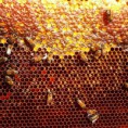 /album/photogallery/a10703691-335243353317370-6002051678137627685-n-jpg/
